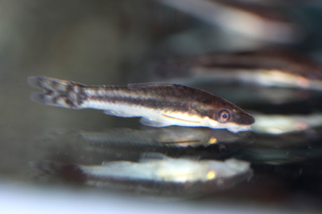 お掃除屋さん 生物を活用しよう 熱帯魚 アクアリウム情報マガジン