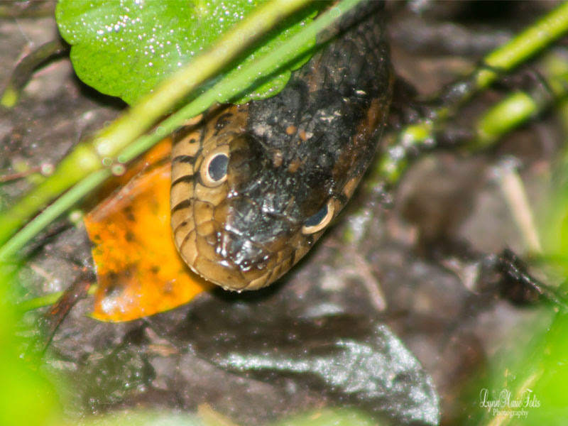 Water Snake