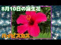 [新しいコレクション] 8月10日 誕生花 309560-8月10日 誕生花 一覧