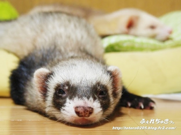 12年7月壁紙 カレンダーなし Photo Sharing Photozou