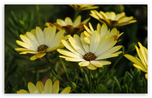 Margherite Fiori Ultra Hd Desktop Background Wallpaper For 4k Uhd Tv Multi Display Dual Monitor Tablet Smartphone