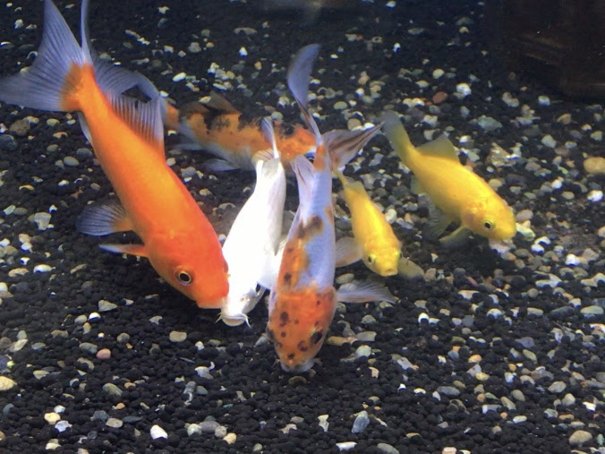 金魚と錦鯉の混泳説明 一緒に飼うために 失敗しない４つのポイントとは Sakana Tachihara Com 水槽で飼える生き物たち