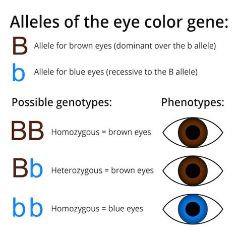  what are dominant and recessive alleles facts yourgenomeorg why eyes