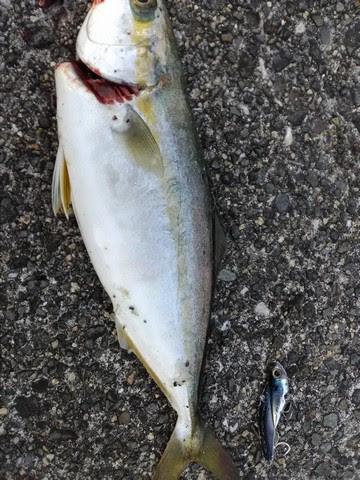 ヤズ 魚 釣りや料理について 海水魚の種類と釣り方
