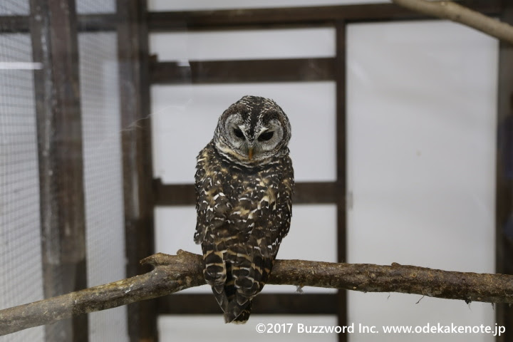 掛川市にある掛川花鳥園でフクロウやペンギンと色んなイベントを楽しみました 静岡旅行 17年9月 その2 おでかけノート