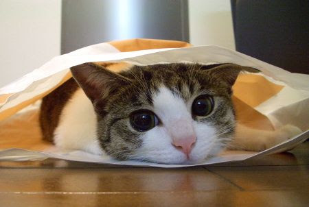 kucing jepang