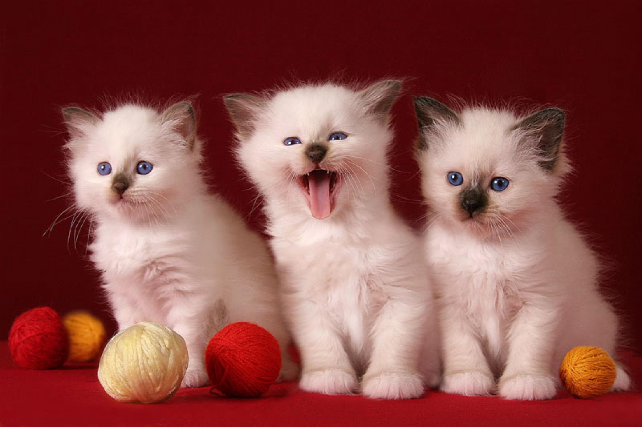 3 Cute Kittens HD desktop wallpaper : Widescreen : High Definition