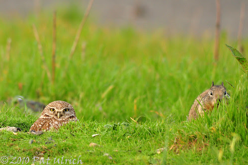 The owl and the squirrel