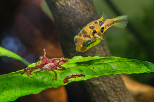 アベニーパファー餌やりの方法 量や頻度はどれくらい 熱帯魚 淡水魚 海水魚の図鑑
