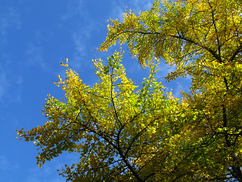 G. biloba 2
