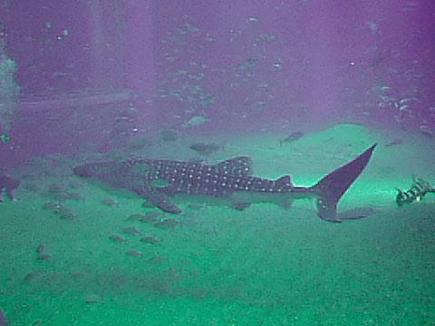 ジンベエザメ科 ジンベイザメ科 Rhincodontidae ジンベエザメ
