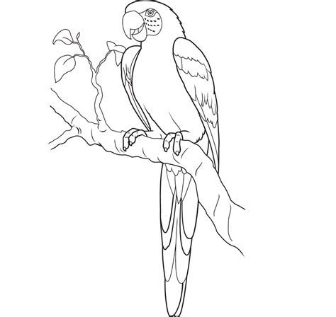 drawn parrot simple pencil   color drawn parrot simple