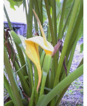 里芋の花が咲いてた ともこのtea Break