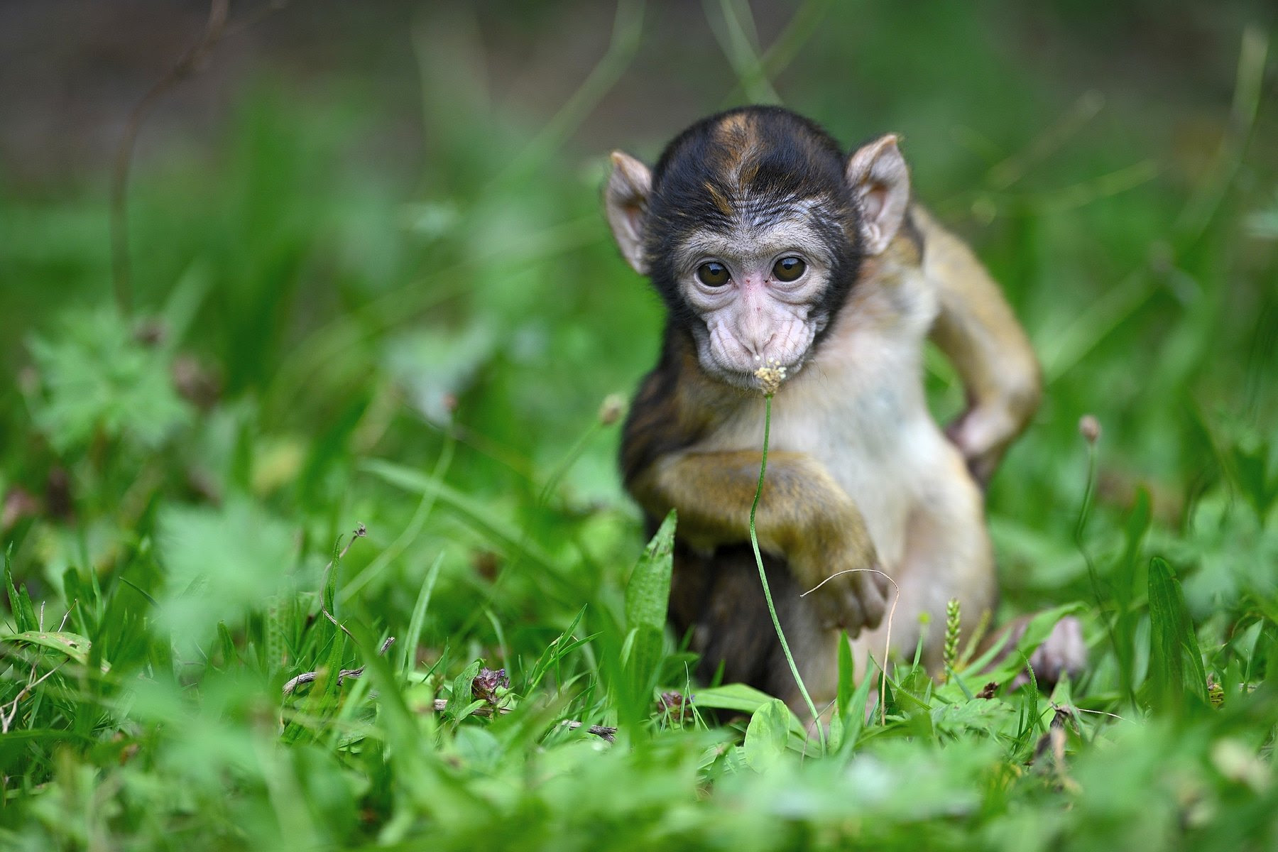 La Montagne Des Singes Kintzheim 67600 Parcs