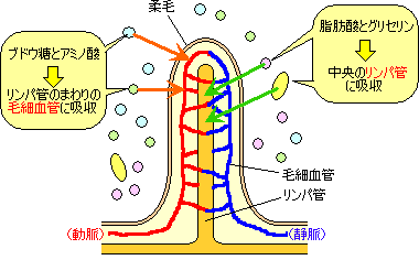 吸収
