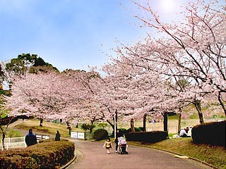 サクラ Feel成田 成田市観光協会公式サイト