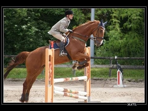 Cheval Course Hippique Saut Dobstacle