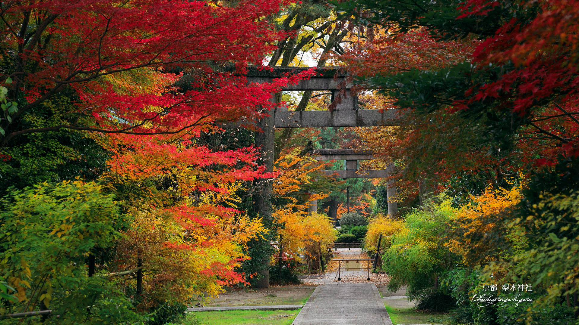 梨木神社 紅葉の参道 の壁紙 19x1080