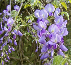Wisteria