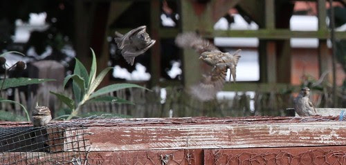 Sparrows