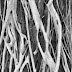Ficus Root System - The trunks are generally quite vertical and unlike the straight.
