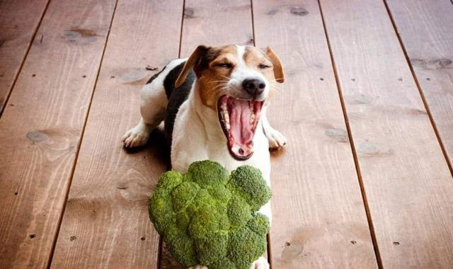 狗狗便秘会不会死亡这样治疗很合适