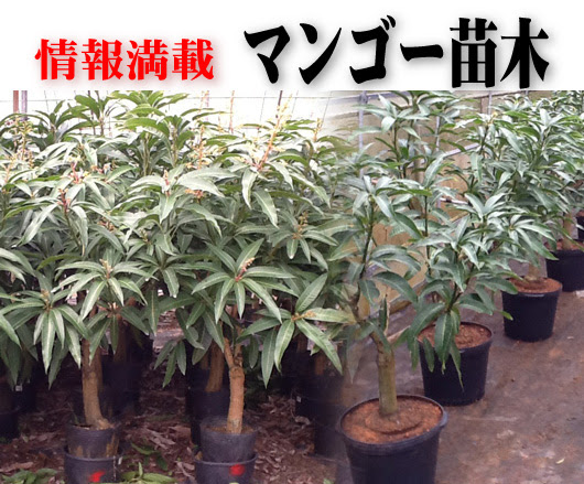 マンゴーの栽培なら宮古島マンゴー市場の苗木 宮古島産マンゴーならおまかせください マンゴー苗木の情報も満載です