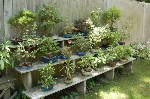 Bonsai!