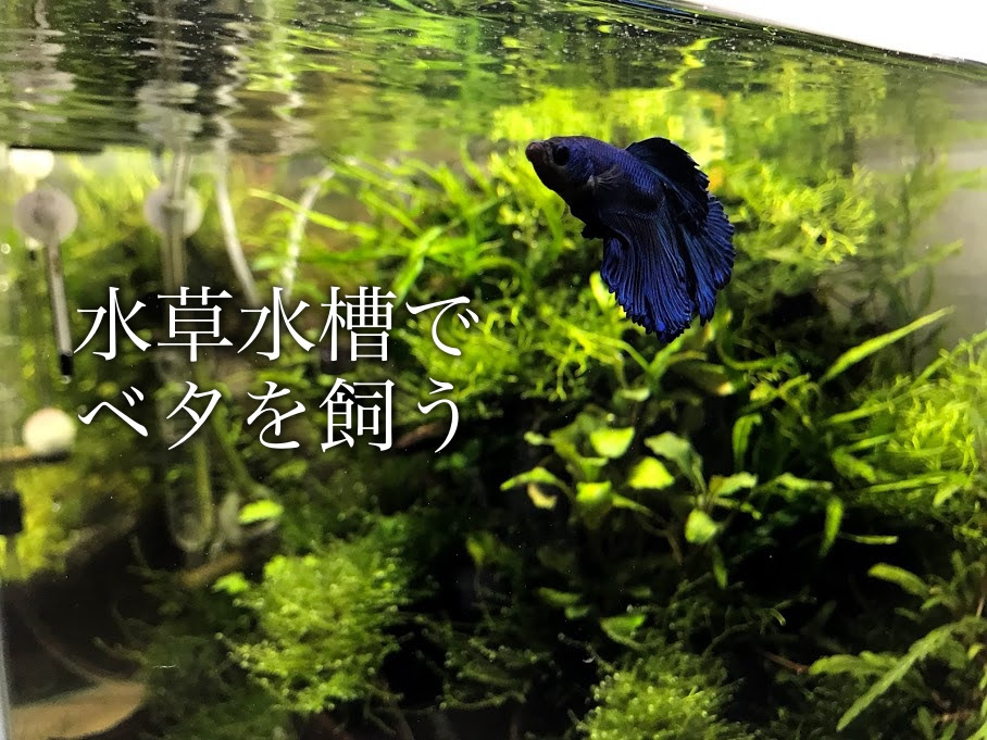 水草水槽でベタを飼うことの魅力 飼い方注意点について考える Aqua24アクアリウム