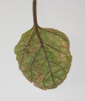 ナスの病気と害虫 症状と写真