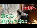 [新しいコレクション] 猫 ベランダ 飼い 211870-猫 ベランダ 飼い