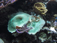 Blue Reef Aquarium , Cornwall