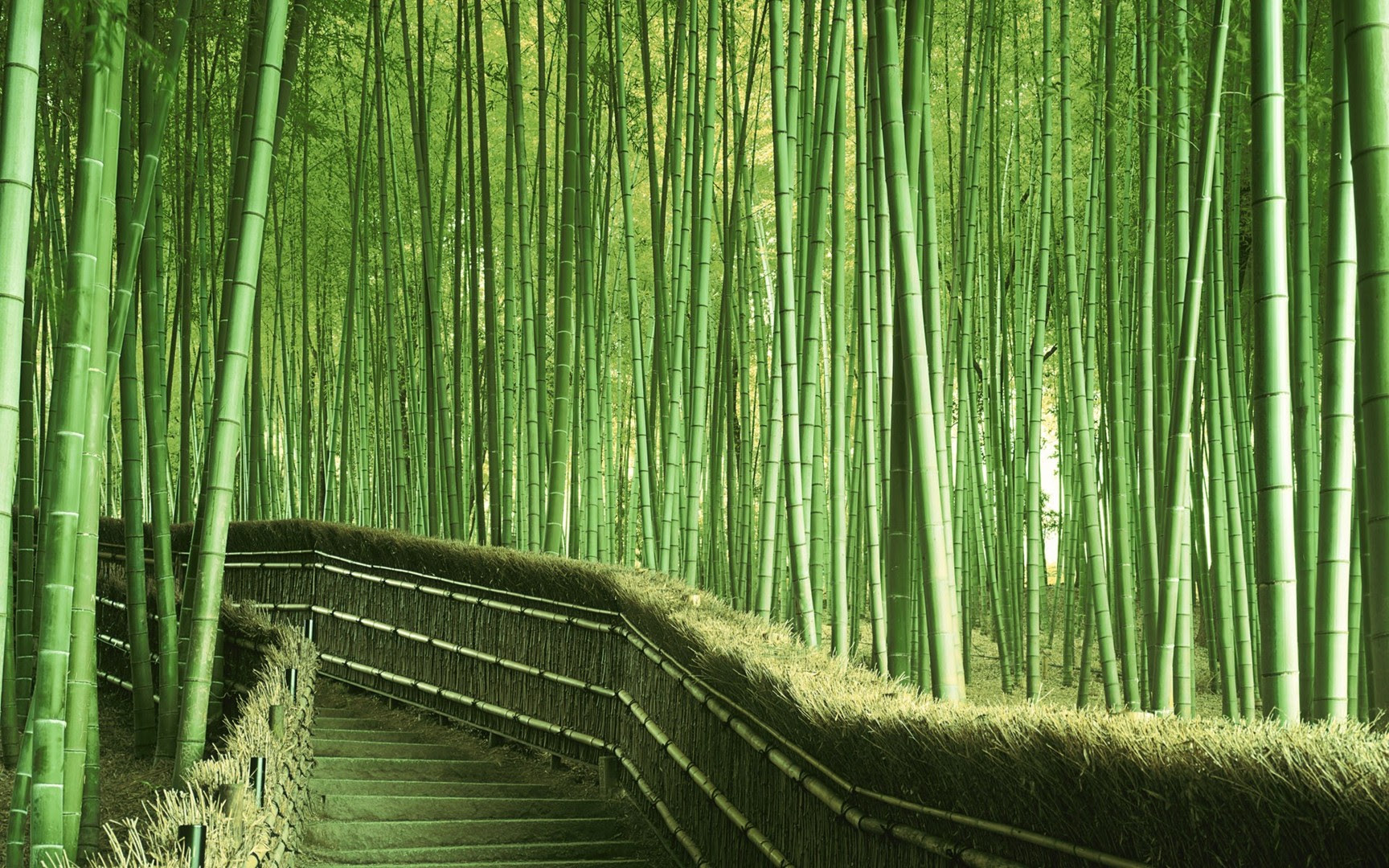 Bamboo Wallpapers Best Wallpapers Bamboo Wallpapers Best Wallpapers