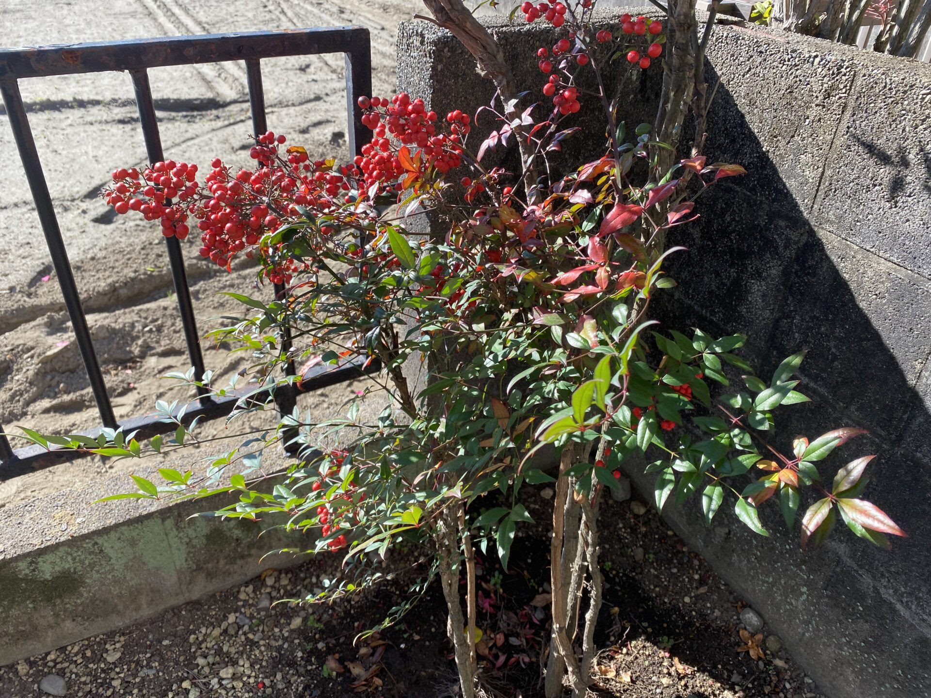 南天の赤が綺麗です 鬼門 裏鬼門に南天を植える ニットーホーム 静岡県浜松市でお洒落な注文住宅 分譲住宅を建てる工務店