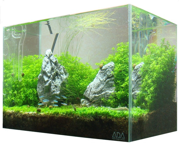小小水草造景缸 Ada Mini缸 雙石配 成景 我的小小水草造景缸 痞客邦