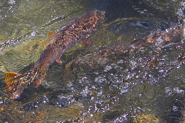 IMG_8767 Yellowstone Cutthroat Trout, LeHardy Rapids, Yellowstone National Park