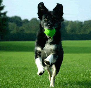 adiestramiento-canino