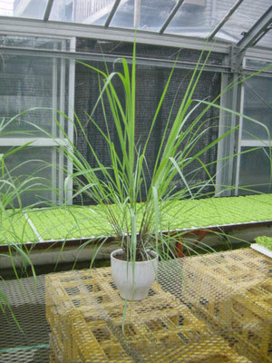 レモングラスを大鉢に植えました バジル