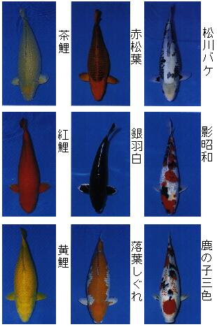 Nishikigoi 錦鯉