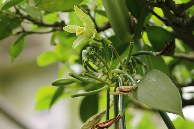 バニラの花が見ごろをむかえています オフィシャルブログ 東山動植物園