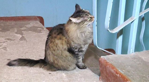 Gata russa 'salva' bebê abandonado em escadaria de prédio