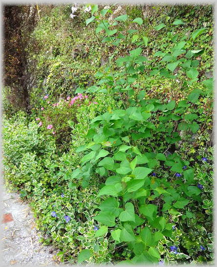 初夏の庭 裏庭の山吹の花 散り際です 剪定せずに放っておくと花つきが大変良いです 当然ですが 手前がお客様から分けていただいたライラック 奥にはちらりとピンク色の花を咲かせた 骨董屋さんからいただいたサツキ グランドカバーに