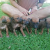 Ridgeback Puppies For Sale Western Cape : 1300.00 r · cute ridge back puppies for sale ridgeback.