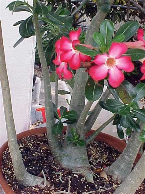 Get free demos, compare to similar programs & view screenshots of the tool in use. Desert Rose Live Plants, 10 Exclusive Varieties, Adenium