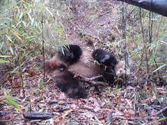 Giant Panda