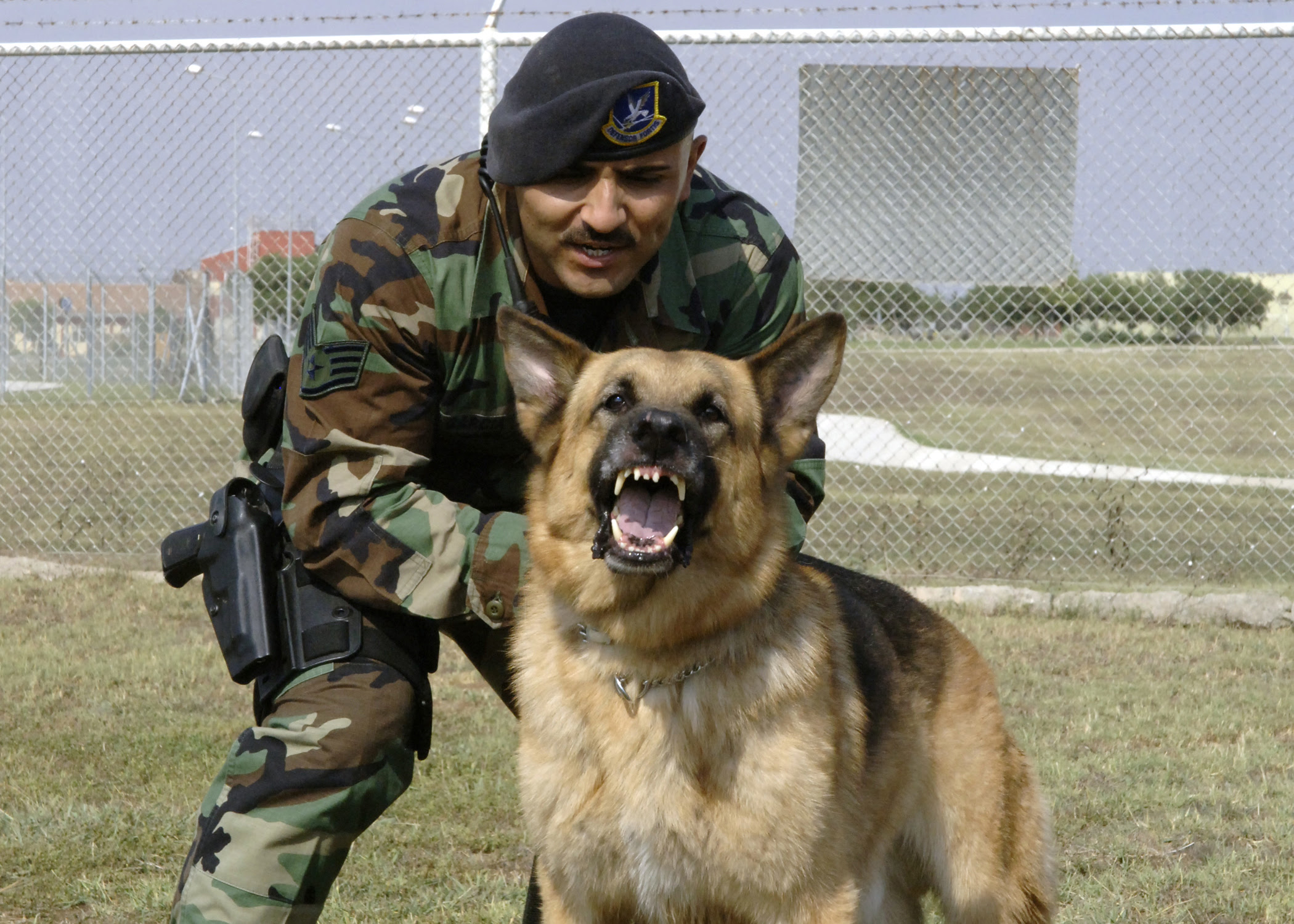 Description Military dog and handler.jpg