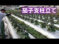 [最も好ましい] 茄子 支柱 231190-茄子 支柱
