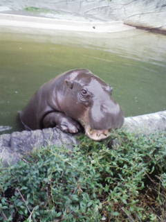 東山動植物園ナイトzoo Garden Personal Zone日記