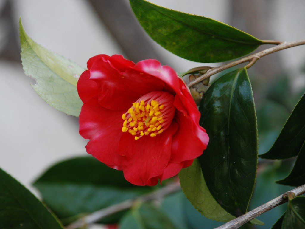 埼玉県越谷市 椿 草花 3月撮影 無料写真素材 あみラボ