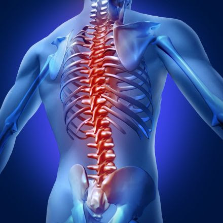 Have lower back pain? You might be part chimp